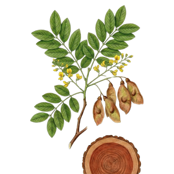 கோச் விதைகள்